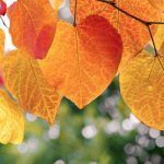tips to overcome autumnal asthenia
