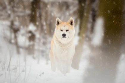 Panduan Wisata Prefektur Akita: Jelajahi Keindahan Negeri Salju Ini 64 Akita Inu