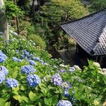 Menghabiskan Uang untuk Jepang | Curhatan Strategi Investasiku yang Gila 32 Hase dera Hydrangeas Kamakura