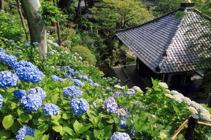 Menghabiskan Uang untuk Jepang | Curhatan Strategi Investasiku yang Gila 56 Hase dera Hydrangeas Kamakura
