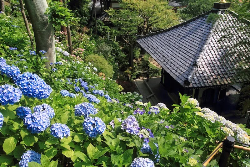 Menghabiskan Uang untuk Jepang | Curhatan Strategi Investasiku yang Gila 3 Hase dera Hydrangeas Kamakura