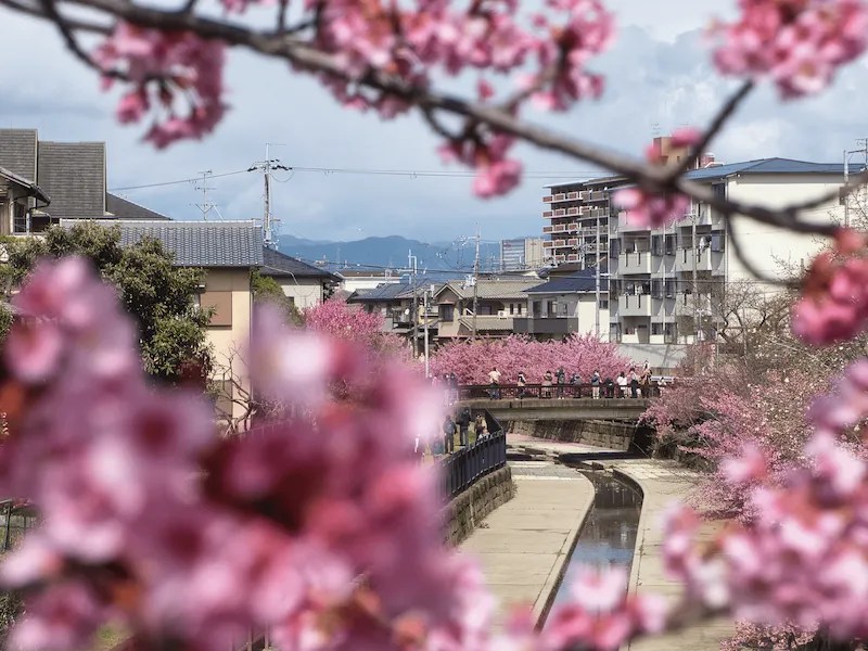 Kanal Yodo Suiro: Spot Mekar Lebih Awal Bunga Sakura di Kyoto 4 Kyotos Yodo Suiro Waterway