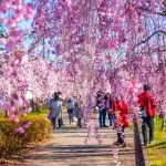 Some Weeping Cherry Blossom Trees in Kitakata