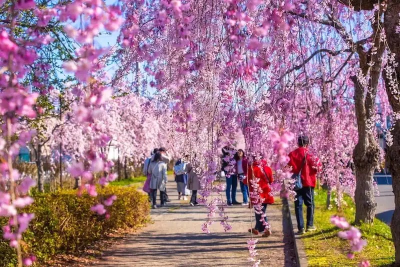 Ramen & Bunga Sakura: Alasan Kamu Wajib Berkunjung ke Kitakata 7 Some Weeping Cherry Blossom Trees in Kitakata