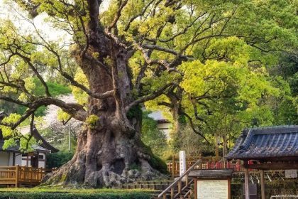 The Great Camphor Tree of Kamo