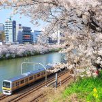 Kisah Somei Yoshino: Imperialisme Jepang Lewat Bunga Sakura 6 Tokyos Sobu Line Cherry Blossoms