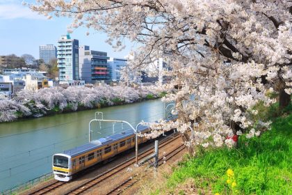 Kisah Somei Yoshino: Imperialisme Jepang Lewat Bunga Sakura 5 Tokyos Sobu Line Cherry Blossoms