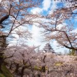 Panduan Wisata Aizu-Wakamatsu: Kunjungi Kastil Tsuruga, Sazaedo, dan Ouchijuku 5 Tsuruga Castle During Spring in Aizu Wakamatsu