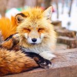 Miyagi Zao Fox Village, Tempat Paling Menggemaskan di Bumi 13 A Sleeping Fox at Zao Fox Village