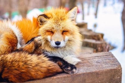 A Sleeping Fox at Zao Fox Village