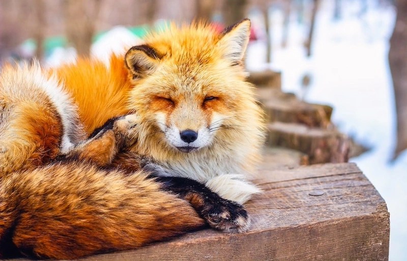 Miyagi Zao Fox Village, Tempat Paling Menggemaskan di Bumi 4 A Sleeping Fox at Zao Fox Village