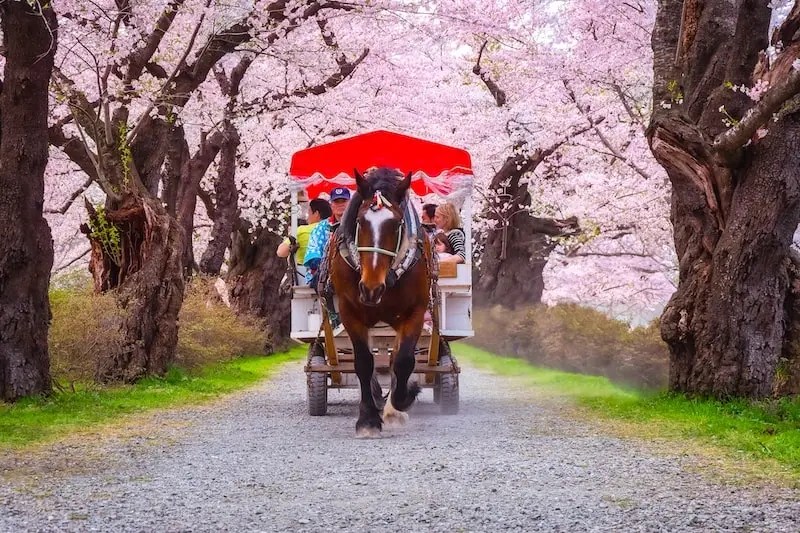 Horse Carriage at Kitakami Tenshochi Park