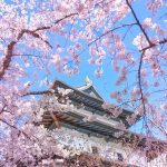 Kastil Matsumae: Bunga Sakura & Benteng Perbatasan Ezo 14 Matsumae Castle the Cherry Blossoms