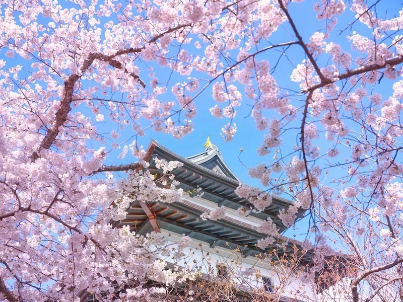 Kastil Matsumae: Bunga Sakura & Benteng Perbatasan Ezo 4 Matsumae Castle the Cherry Blossoms