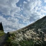 Susuki Silver Grass at the Inatori Hosono Highlands