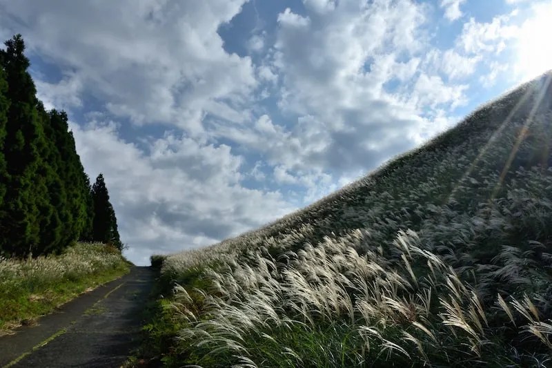 Pesona Dataran Tinggi Inatori Hosono: Menikmati Padang Rumput Susuki Izu 4 Susuki Silver Grass at the Inatori Hosono Highlands