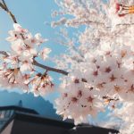 Pesona Gunung Myogi, Salah Satu Gunung Suci di Gunma 10 The Cherry Blossoms of Mt. Myogi in Gunma