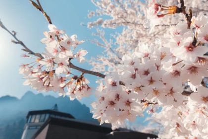 Pesona Gunung Myogi, Salah Satu Gunung Suci di Gunma 28 The Cherry Blossoms of Mt. Myogi in Gunma