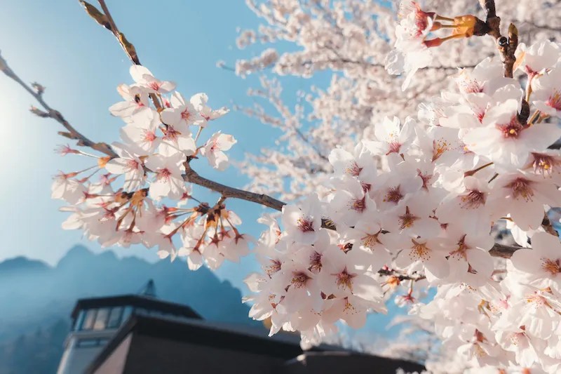 Pesona Gunung Myogi, Salah Satu Gunung Suci di Gunma 5 The Cherry Blossoms of Mt. Myogi in Gunma