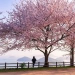 Panduan Berburu Bunga Sakura: Cara Tidak Ketinggalan Puncak Mekar 21 Donny Kimball at Mt. Shiude 1