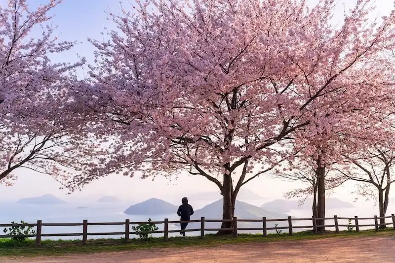 Panduan Berburu Bunga Sakura: Cara Tidak Ketinggalan Puncak Mekar 5 Donny Kimball at Mt. Shiude 1