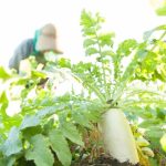 Project Kokusan: Misi Saya untuk Hanya Mendukung Produk Made in Japan 10 Japanese Farmer a Kokusan Daikon