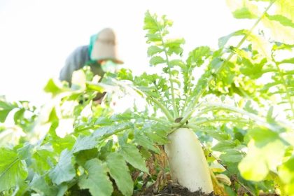 Project Kokusan: Misi Saya untuk Hanya Mendukung Produk Made in Japan 40 Japanese Farmer a Kokusan Daikon