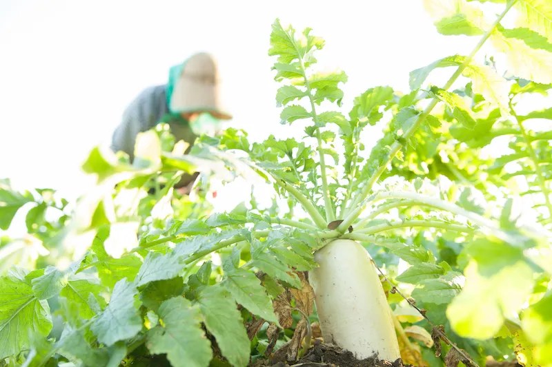 Project Kokusan: Misi Saya untuk Hanya Mendukung Produk Made in Japan 4 Japanese Farmer a Kokusan Daikon