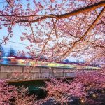 Jelajahi Pelabuhan Misaki: Ujung Selatan Semenanjung Miura 7 Kawazu zakura Near Miura Kaigan Station