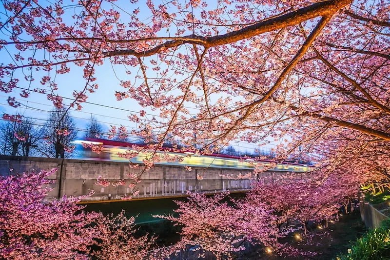 Jelajahi Pelabuhan Misaki: Ujung Selatan Semenanjung Miura 4 Kawazu zakura Near Miura Kaigan Station
