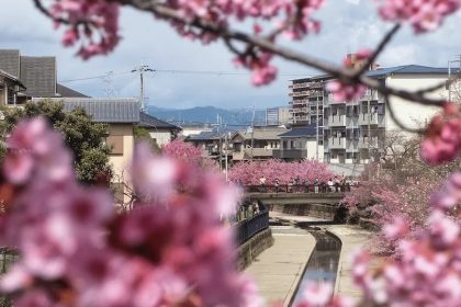 Kanal Yodo Suiro, Spot Mekar Lebih Awal Sakura di Kyoto 10 Kyotos Yodo Suiro Waterway