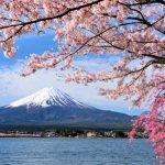 Mt. Fuji During the Cherry Blossom Hanami Season