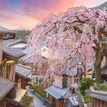 Mengejar Bunga Sakura: Mengikuti Puncak Mekar di Jepang 6 Shidare zakura in Kyoto