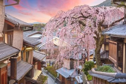 Mengejar Bunga Sakura: Mengikuti Puncak Mekar di Jepang 10 Shidare zakura in Kyoto