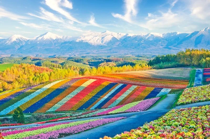 The Flower Fields of Furano Biei