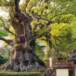 The Great Camphor Tree of Kamo