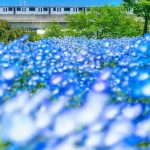Nemophila Taman Toneri: Wisata Halaman Belakang Vol. 16 6 The Nippori Toneri Liner