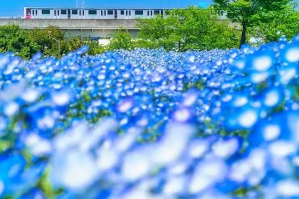 Nemophila Taman Toneri: Wisata Halaman Belakang Vol. 16 62 The Nippori Toneri Liner