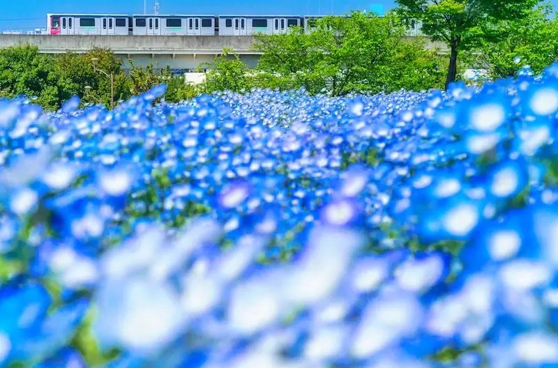Nemophila Taman Toneri: Wisata Halaman Belakang Vol. 16 4 The Nippori Toneri Liner