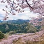 The Senbonzakura of Torayama from a Hilltop