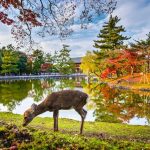 A Deer in front of Todai ji in Nara Prefecture