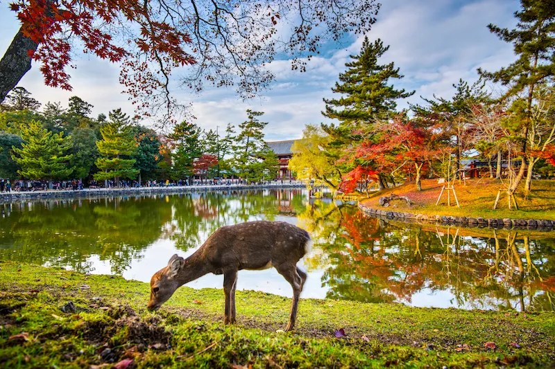 Menjelajah Nara Prefecture, Jauh Lebih Menarik dari Sekadar Taman Rusa yang Ikonik 9 A Deer in front of Todai ji in Nara Prefecture