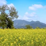 Pesona Perbukitan dan Lembah Pedesaan Iiyama, Nagano 3 A Field of Nanohana in Iiyama