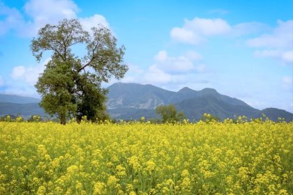 Pesona Perbukitan dan Lembah Pedesaan Iiyama, Nagano 36 A Field of Nanohana in Iiyama