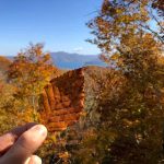 A Leaf during Autumn in Aomori