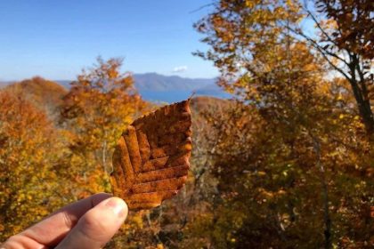 A Leaf during Autumn in Aomori