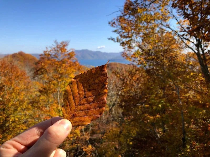 A Leaf during Autumn in Aomori