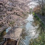 Pesona Omihachiman Shiga, Kota di Tepi Danau Biwa 11 Cherry Blossoms Around the Hachiman Bori Canal