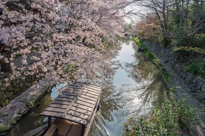 Pesona Omihachiman Shiga, Kota di Tepi Danau Biwa 40 Cherry Blossoms Around the Hachiman Bori Canal