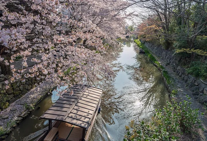 Pesona Omihachiman Shiga, Kota di Tepi Danau Biwa 5 Cherry Blossoms Around the Hachiman Bori Canal